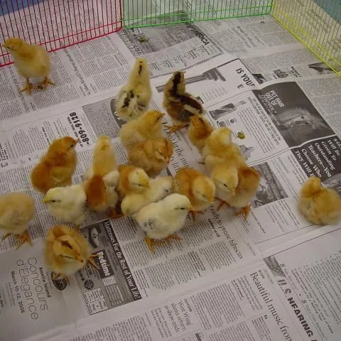 thumbnail for publication: Getting Started in the 4-H Embryology Project: Tips for 4-H Agents and Teachers